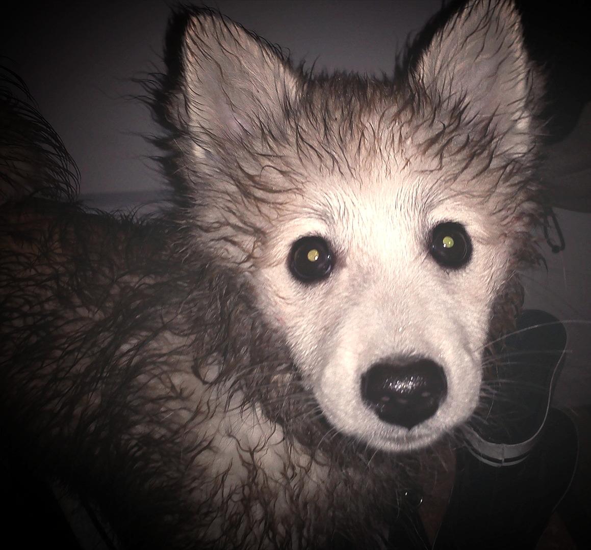 Blanding af racer Nala billede 9