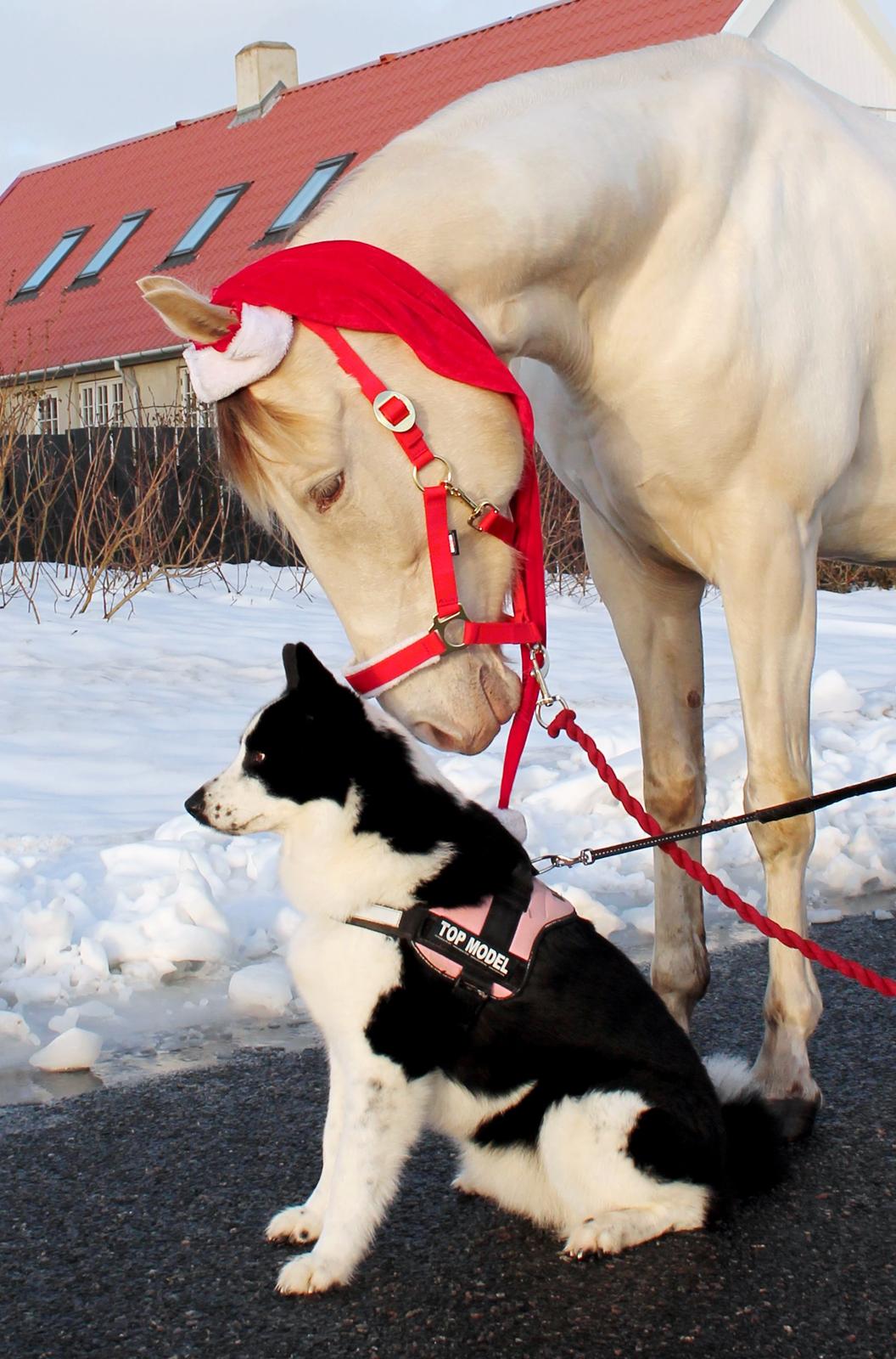 Karelsk bjørnehund Fifi - R.I.P. - 34) Julebillede med Pearl - Fotograf: Mig selv billede 32