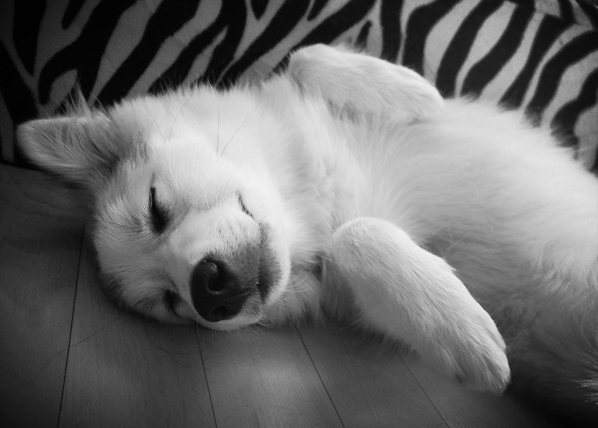 Blanding af racer Nala billede 10