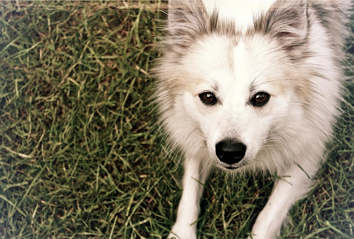 Blanding af racer Nala billede 15