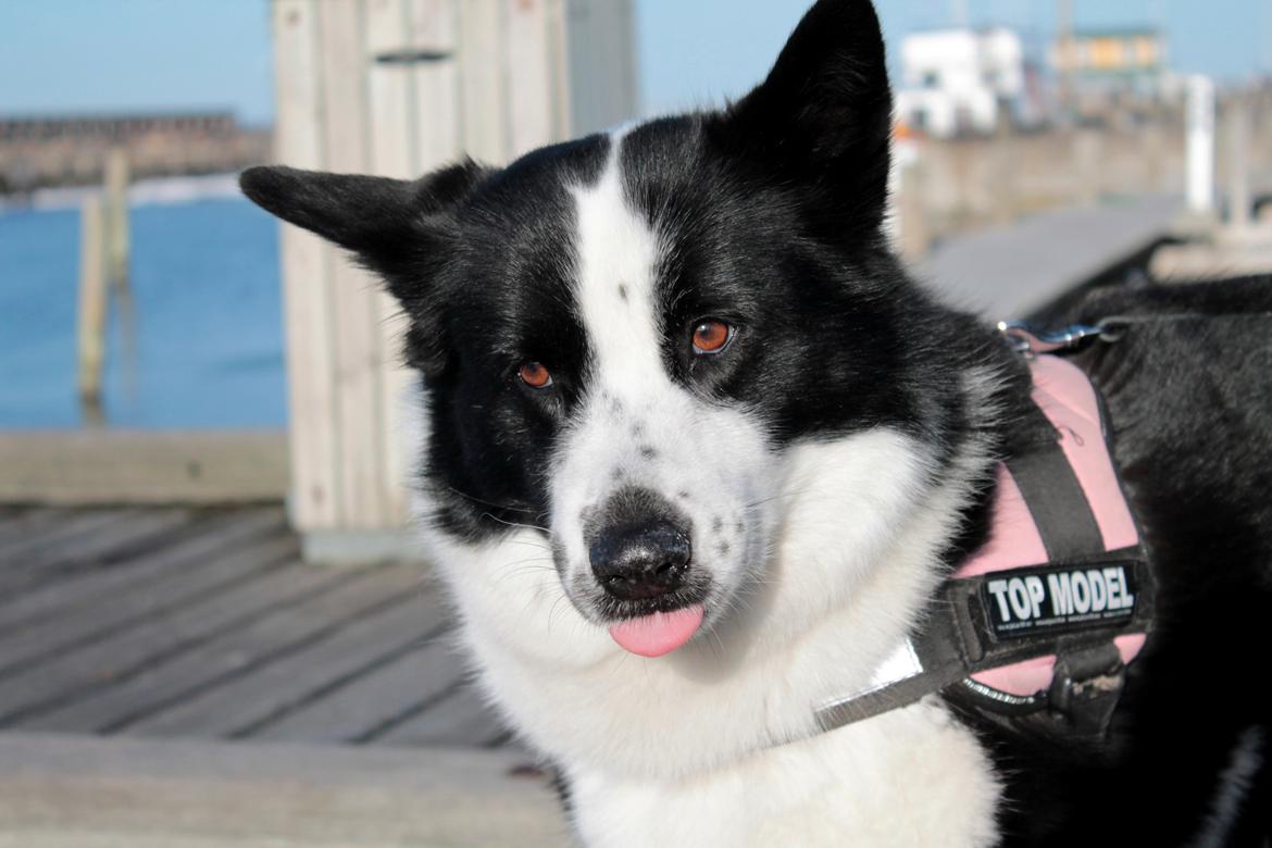 Karelsk bjørnehund Fifi - R.I.P. - 22) Skønne flabede møghund - Fotograf: Mig selv billede 21