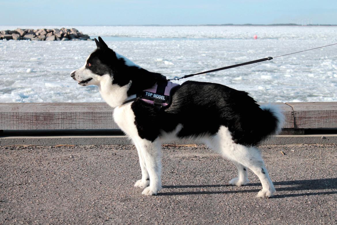 Karelsk bjørnehund Fifi - R.I.P. - 27) Fifi poserer for kameraet - Fotograf: Mig selv billede 26