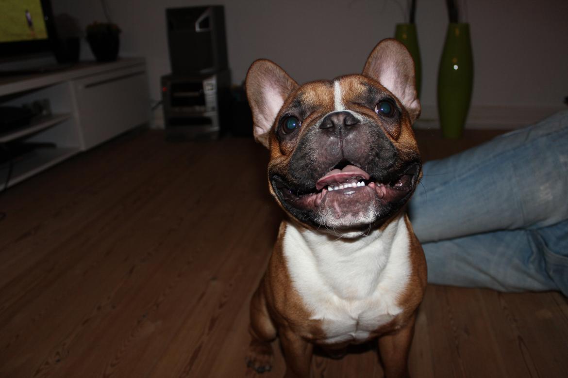 Fransk bulldog Arnold - 10 måneder :-) billede 28
