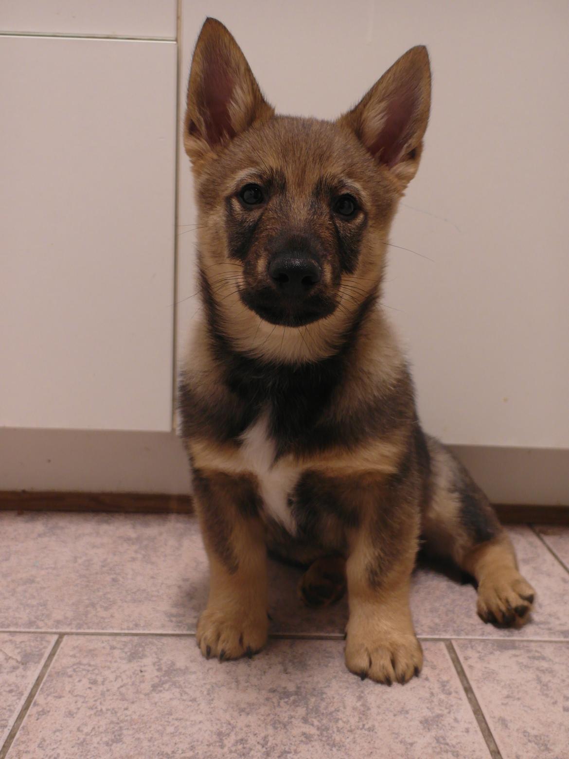 Västgötaspids Yuki <3 <3 (Clasus Miller). - 20 feb 2014 billede 45