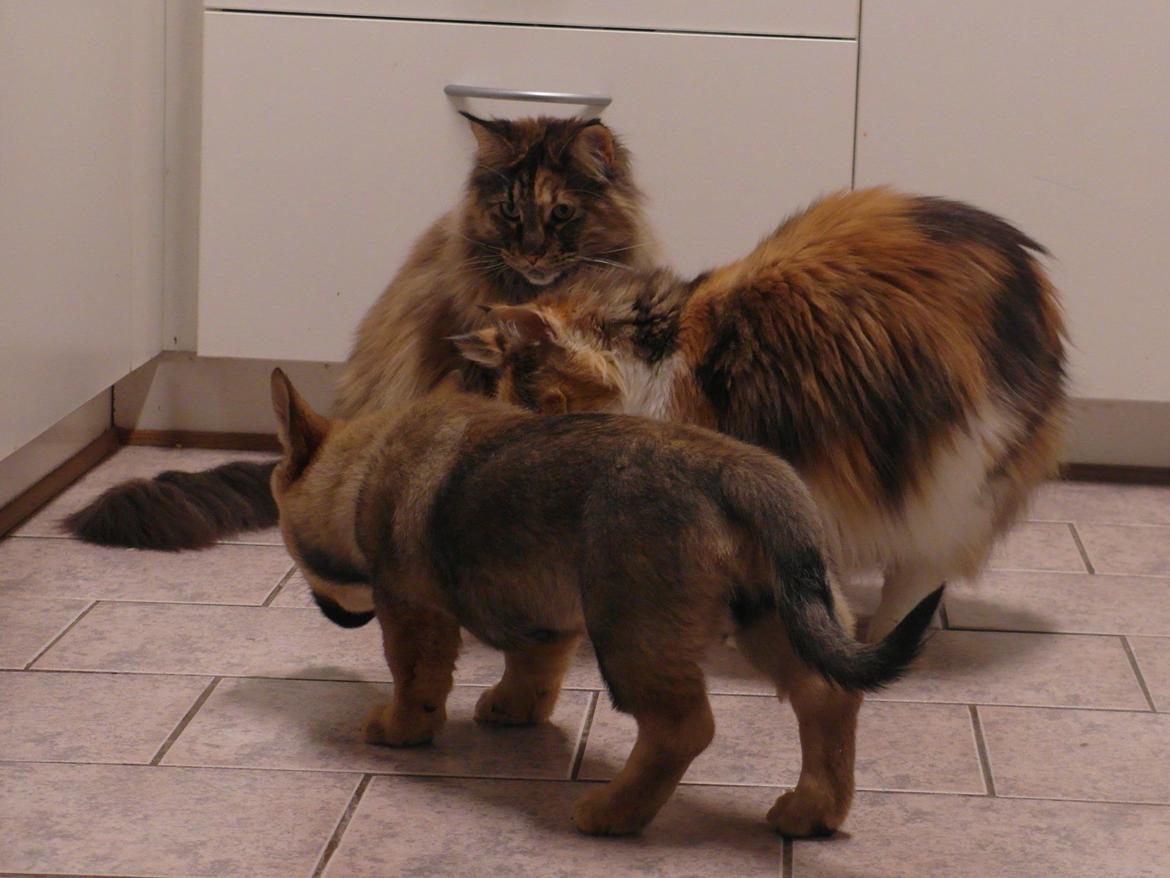 Västgötaspids Yuki <3 <3 (Clasus Miller). - Yuki og kattene holder møde, hehe. 19 feb 2014 billede 26