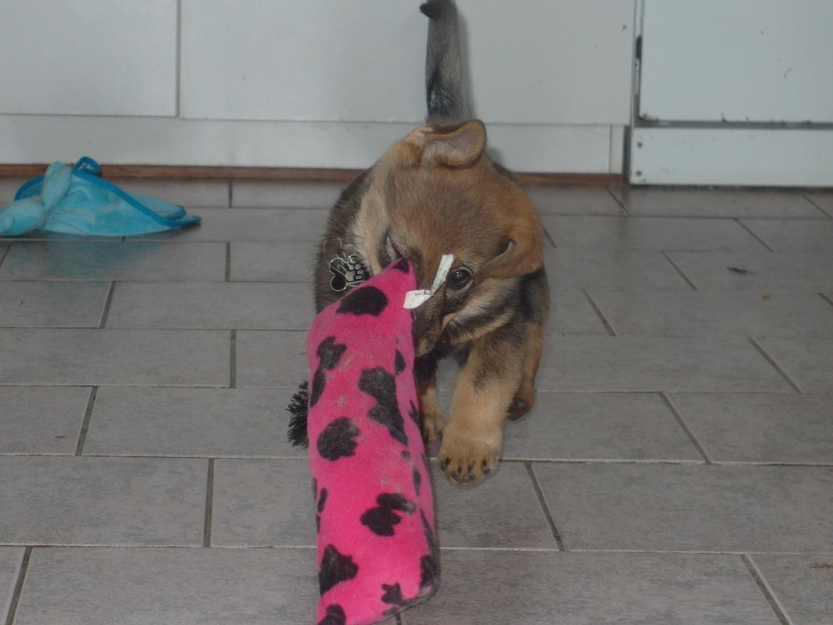 Västgötaspids Yuki <3 <3 (Clasus Miller). - Her kommer jeg. 19 feb 2014 billede 35