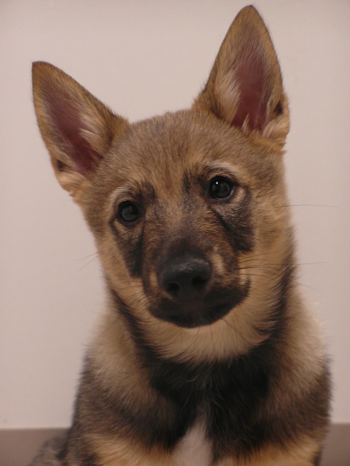 Västgötaspids Yuki <3 <3 (Clasus Miller). - Min vidunderlige dreng <3 19 feb 2014 billede 14