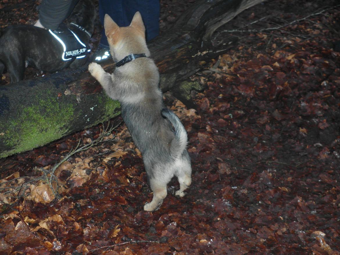 Västgötaspids Yuki <3 <3 (Clasus Miller). - Hey Tricki Woo, vent på mig.. 20 feb 2014 billede 39