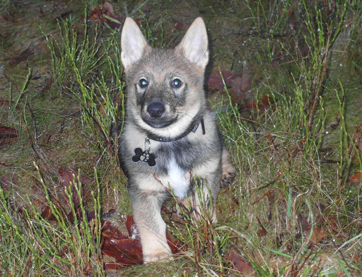 Västgötaspids Yuki <3 <3 (Clasus Miller). - 20 feb 2014 billede 46