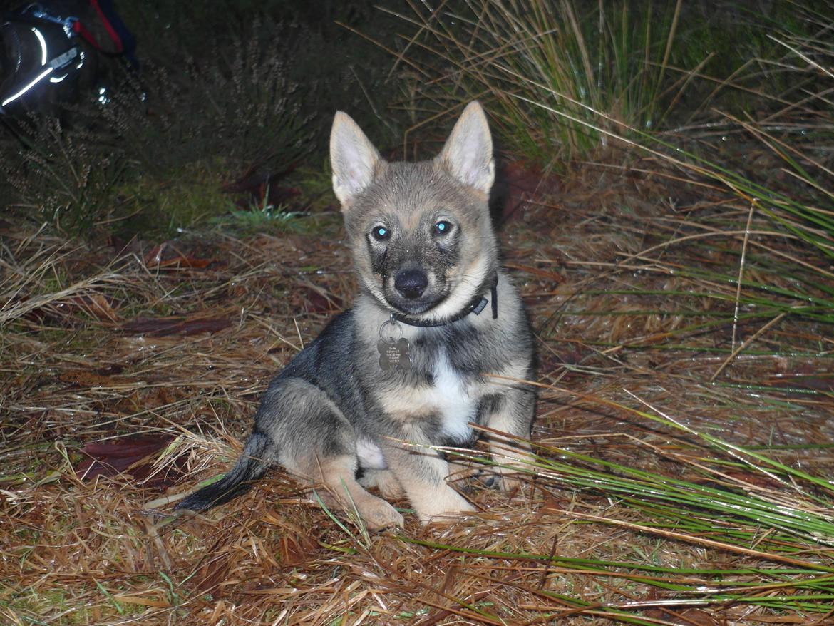 Västgötaspids Yuki <3 <3 (Clasus Miller). - *Min lille charmetrold. 20 feb 2014 billede 37