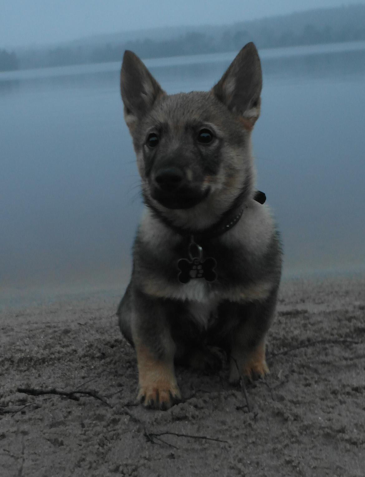 Västgötaspids Yuki <3 <3 (Clasus Miller). - Yuki ved Store Økssø ved Rold :D 20 feb 2014 billede 19