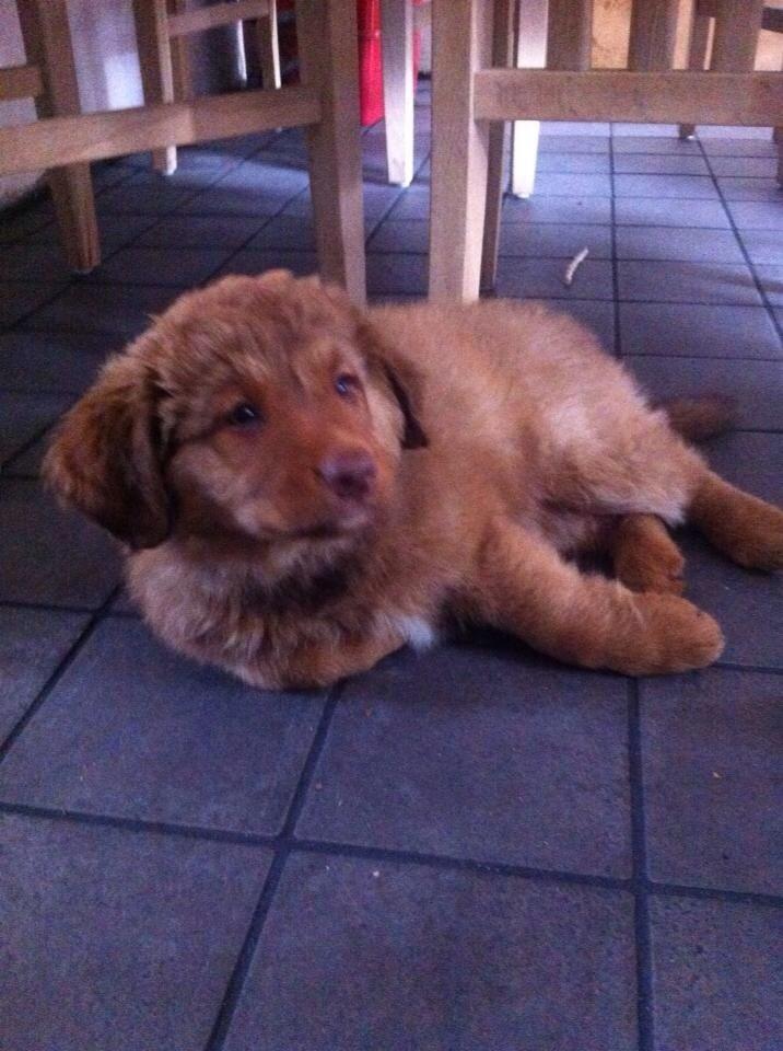 Nova scotia duck tolling retriever Sif billede 1