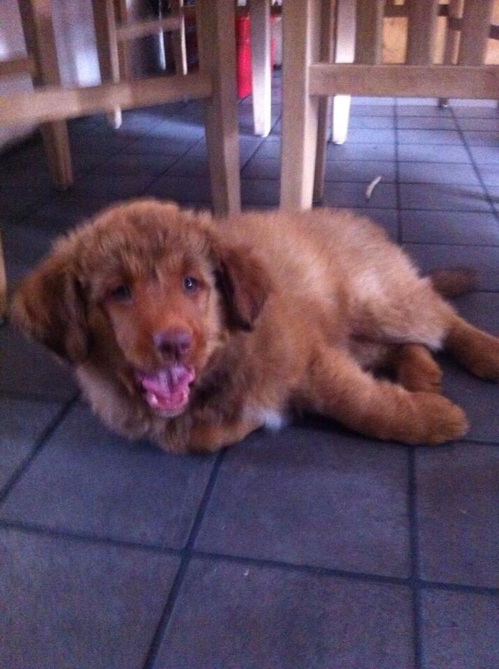 Nova scotia duck tolling retriever Sif billede 2