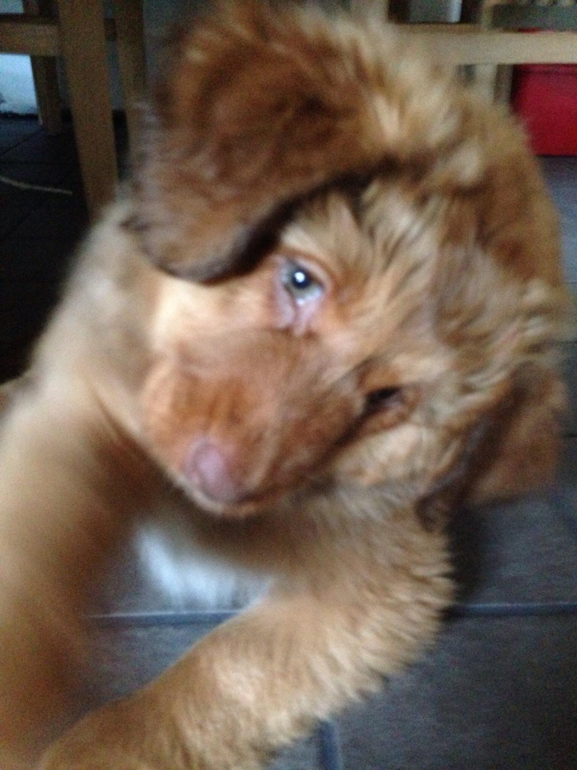 Nova scotia duck tolling retriever Sif billede 3