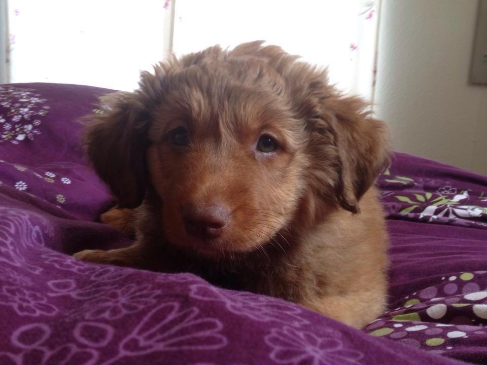 Nova scotia duck tolling retriever Sif billede 4