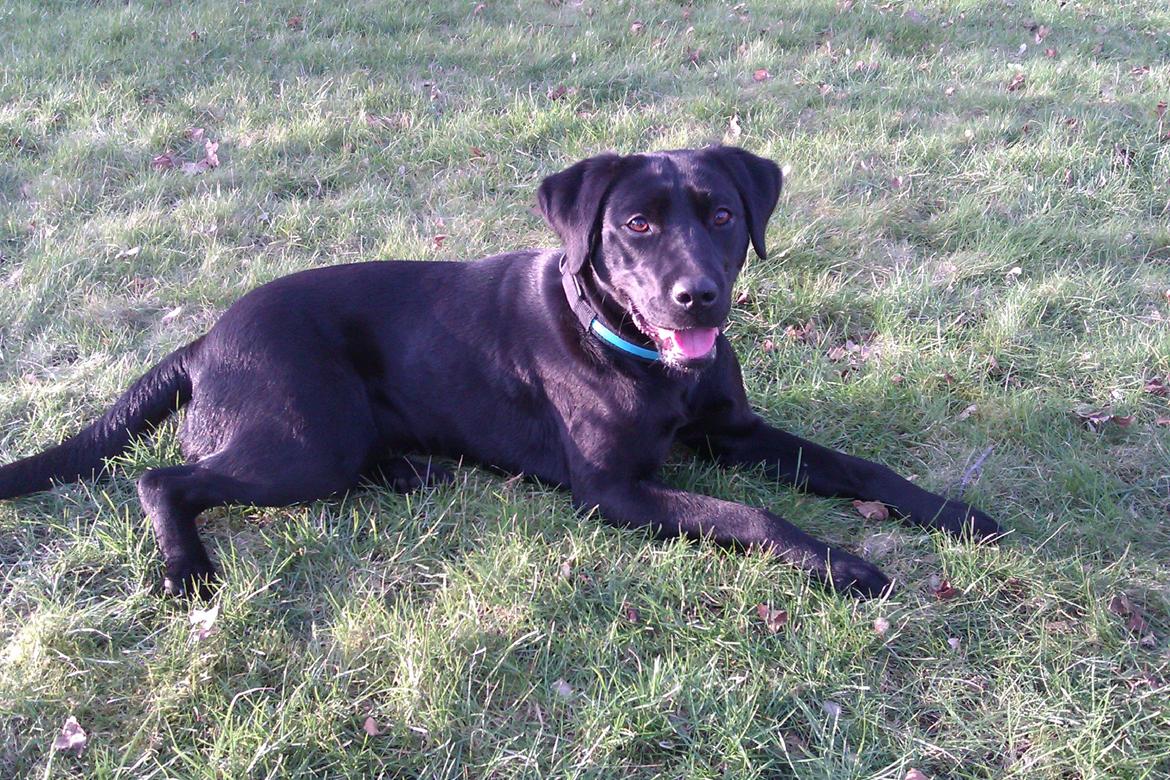 Labrador retriever Sally billede 1
