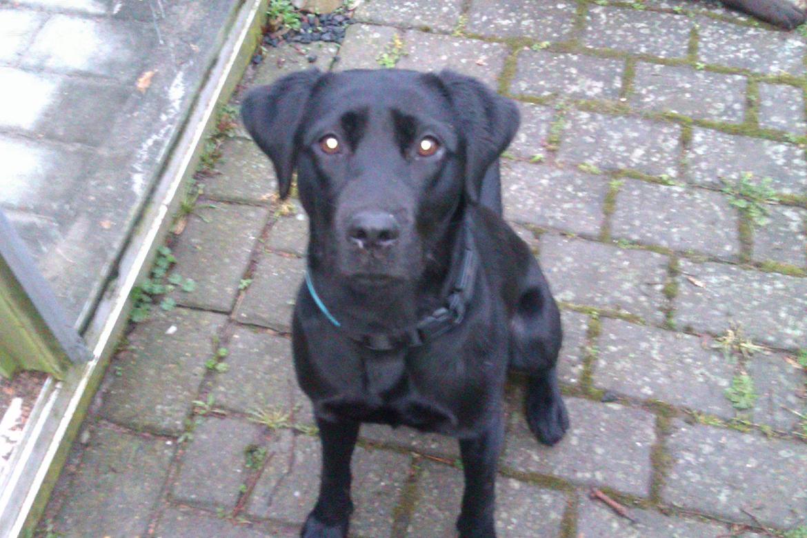 Labrador retriever Sally billede 3