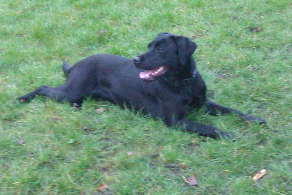 Labrador retriever Sally billede 4