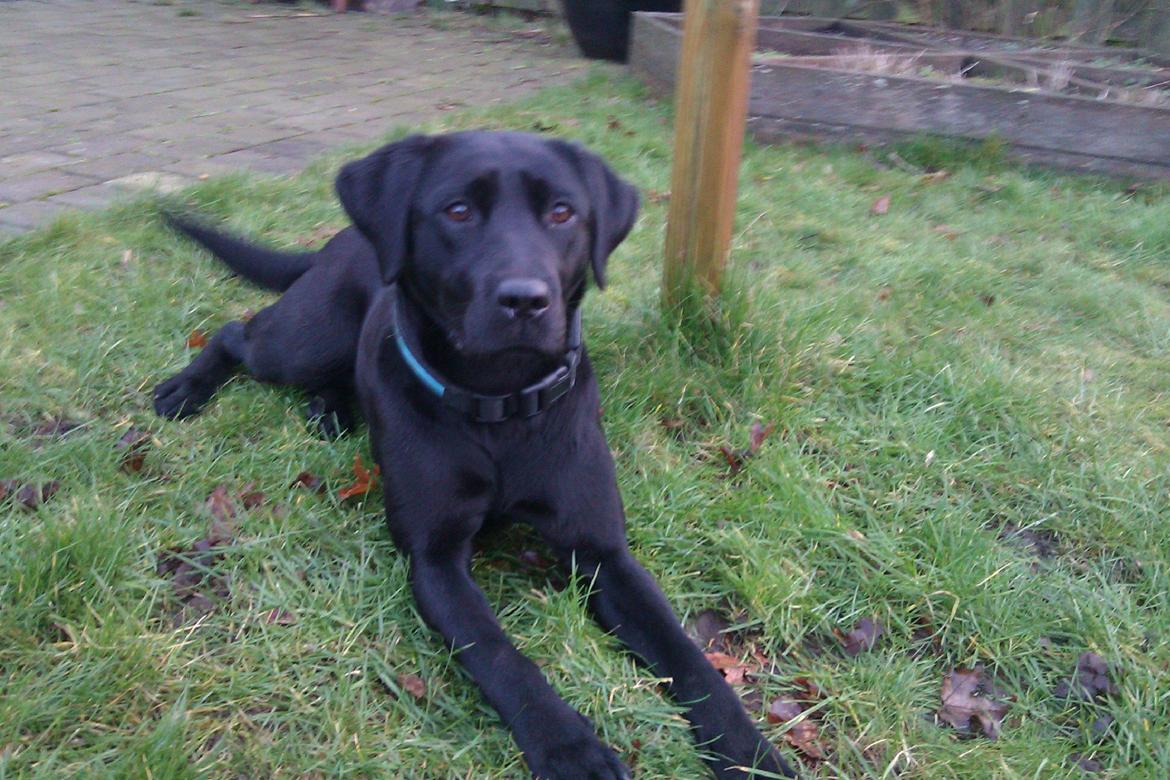 Labrador retriever Sally billede 5