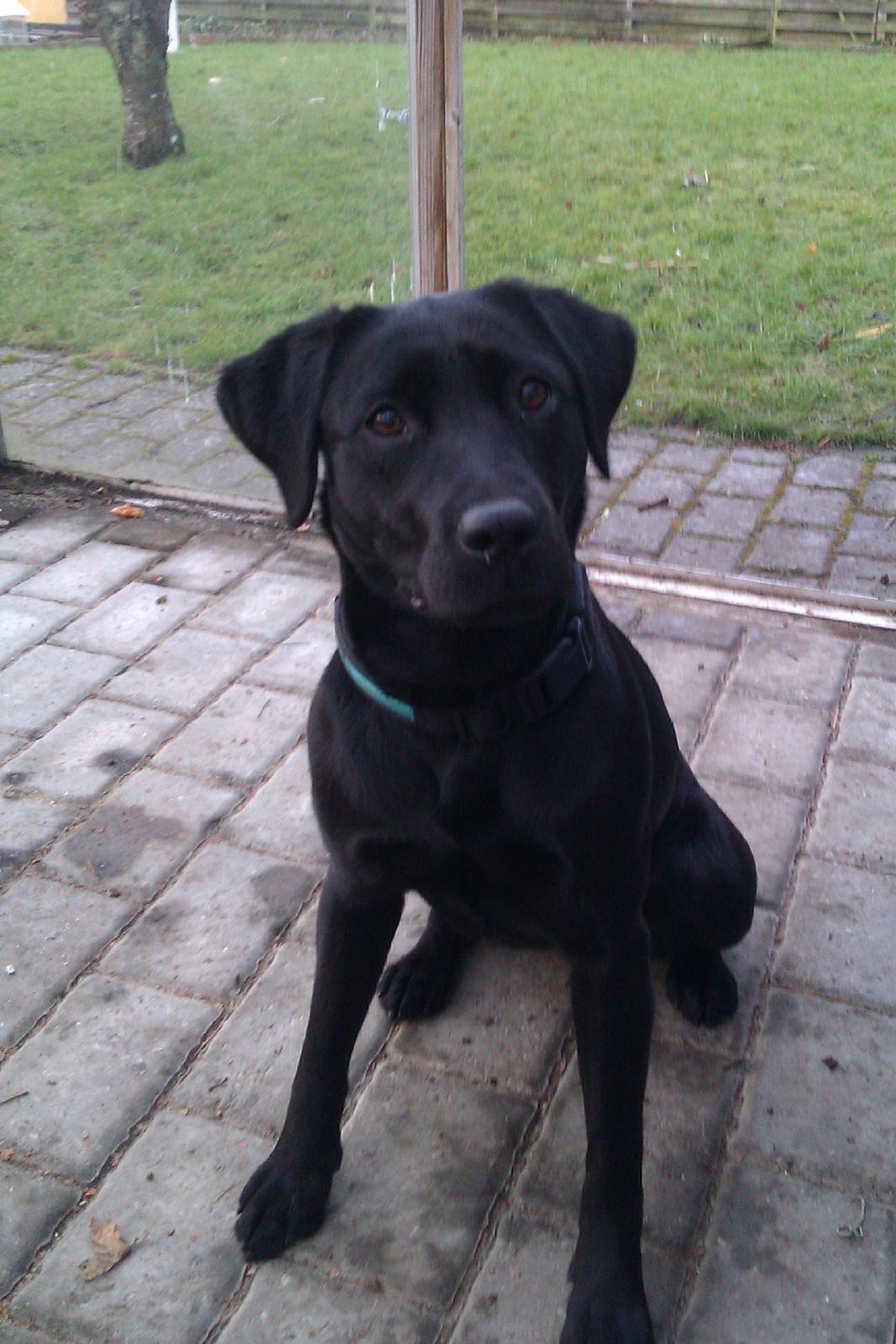 Labrador retriever Sally billede 2