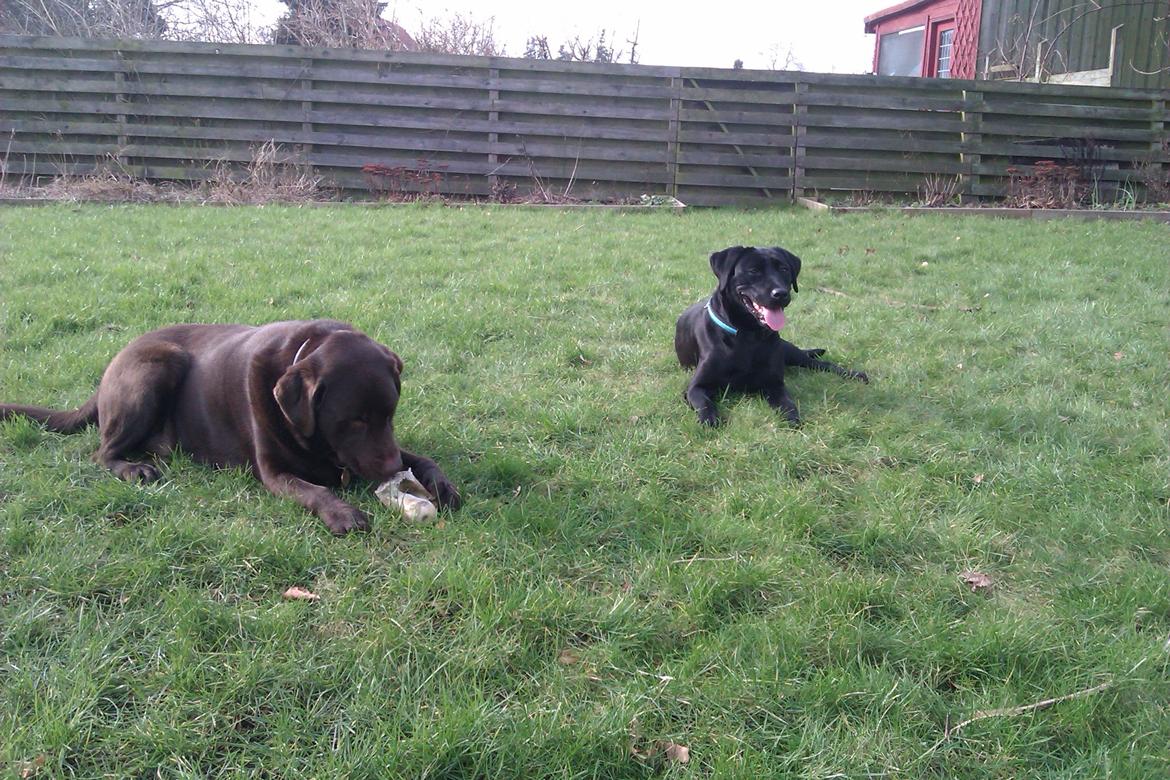 Labrador retriever Sally billede 6