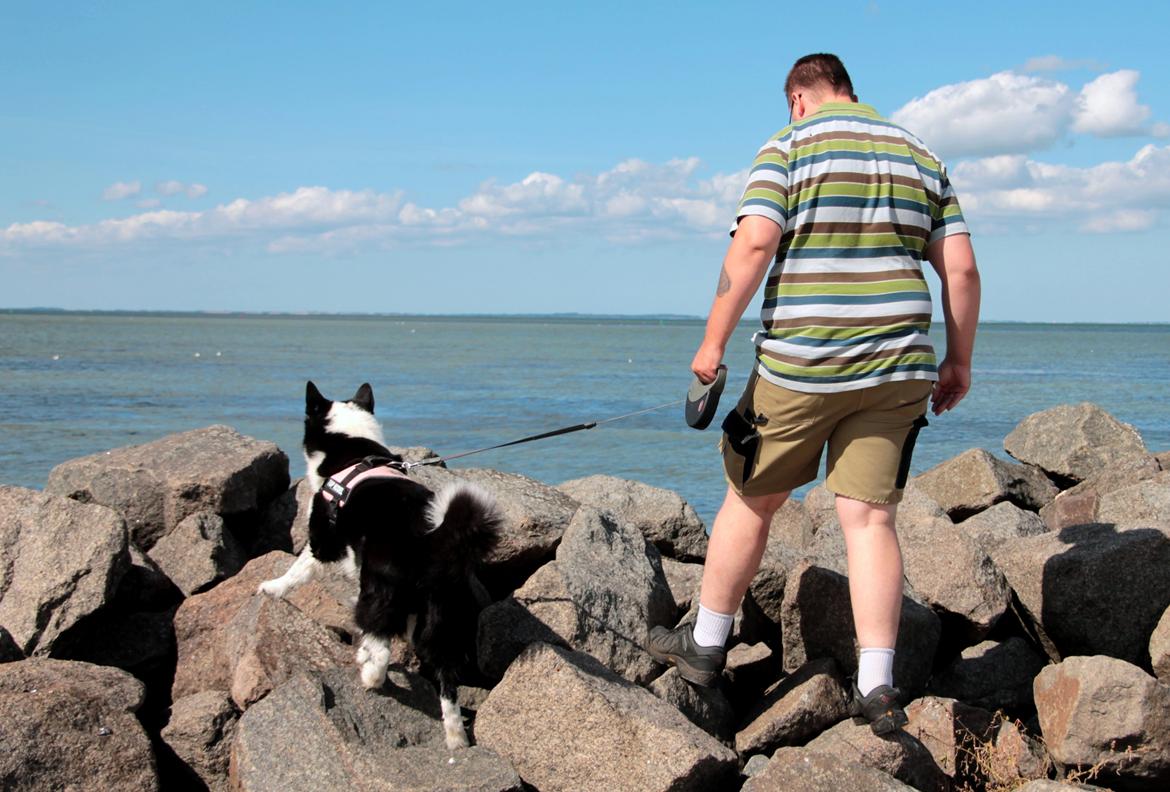 Karelsk bjørnehund Fifi - R.I.P. - 41) Fifi og far ved stranden - Fotograf: Mig selv billede 39