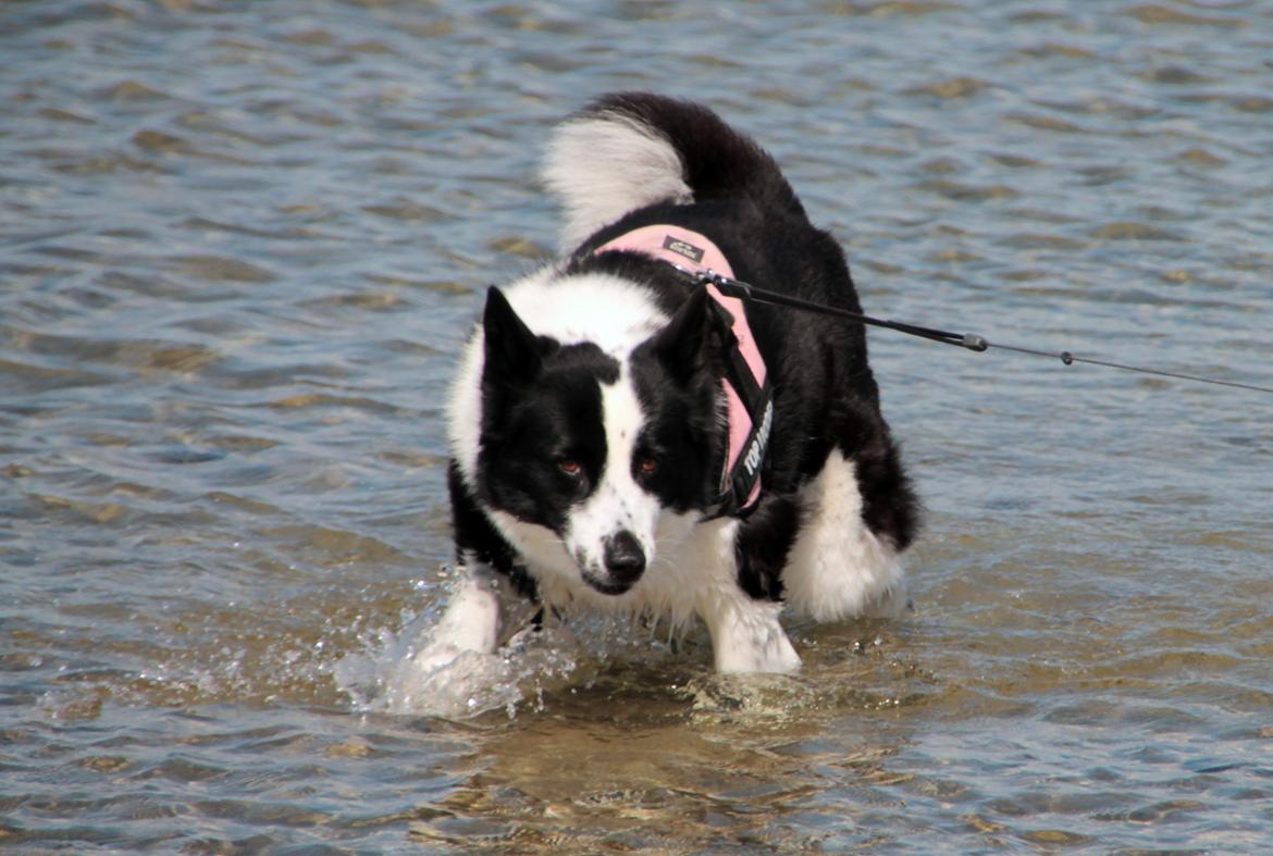 Karelsk bjørnehund Fifi - R.I.P. - 11) En rigtig vandhund - Fotograf: Mig selv billede 11