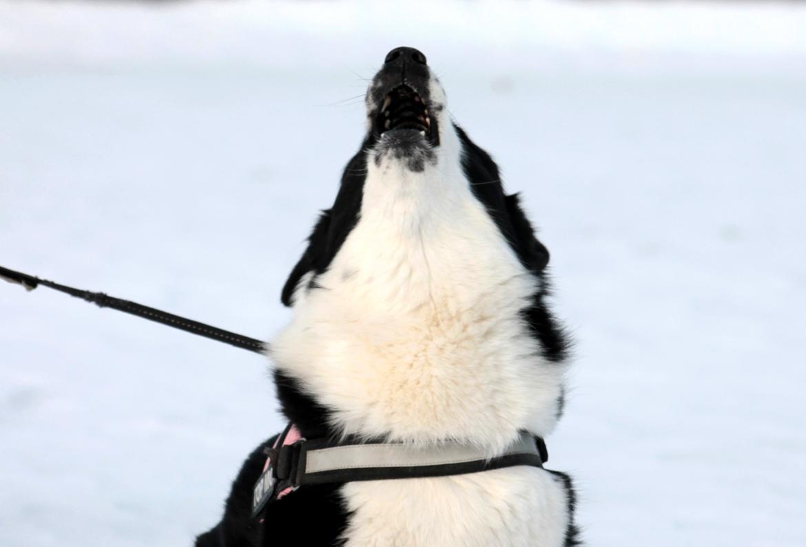 Karelsk bjørnehund Fifi - R.I.P. - 17) Fifi siger sin mening - Fotograf: Mig selv billede 17