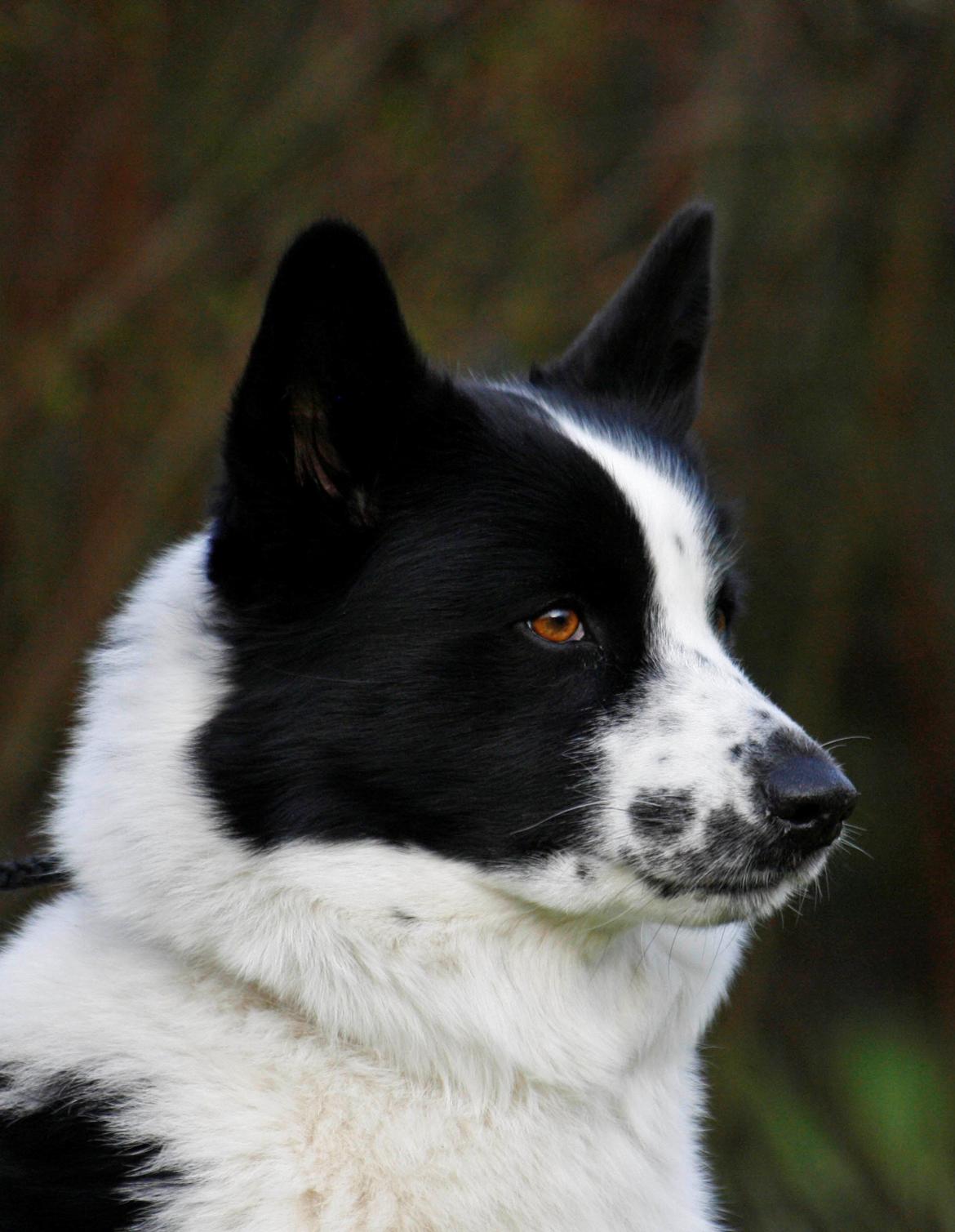 Karelsk bjørnehund Fifi - R.I.P. - 15) Portræt foto - Fotograf: Joveno Foto billede 15