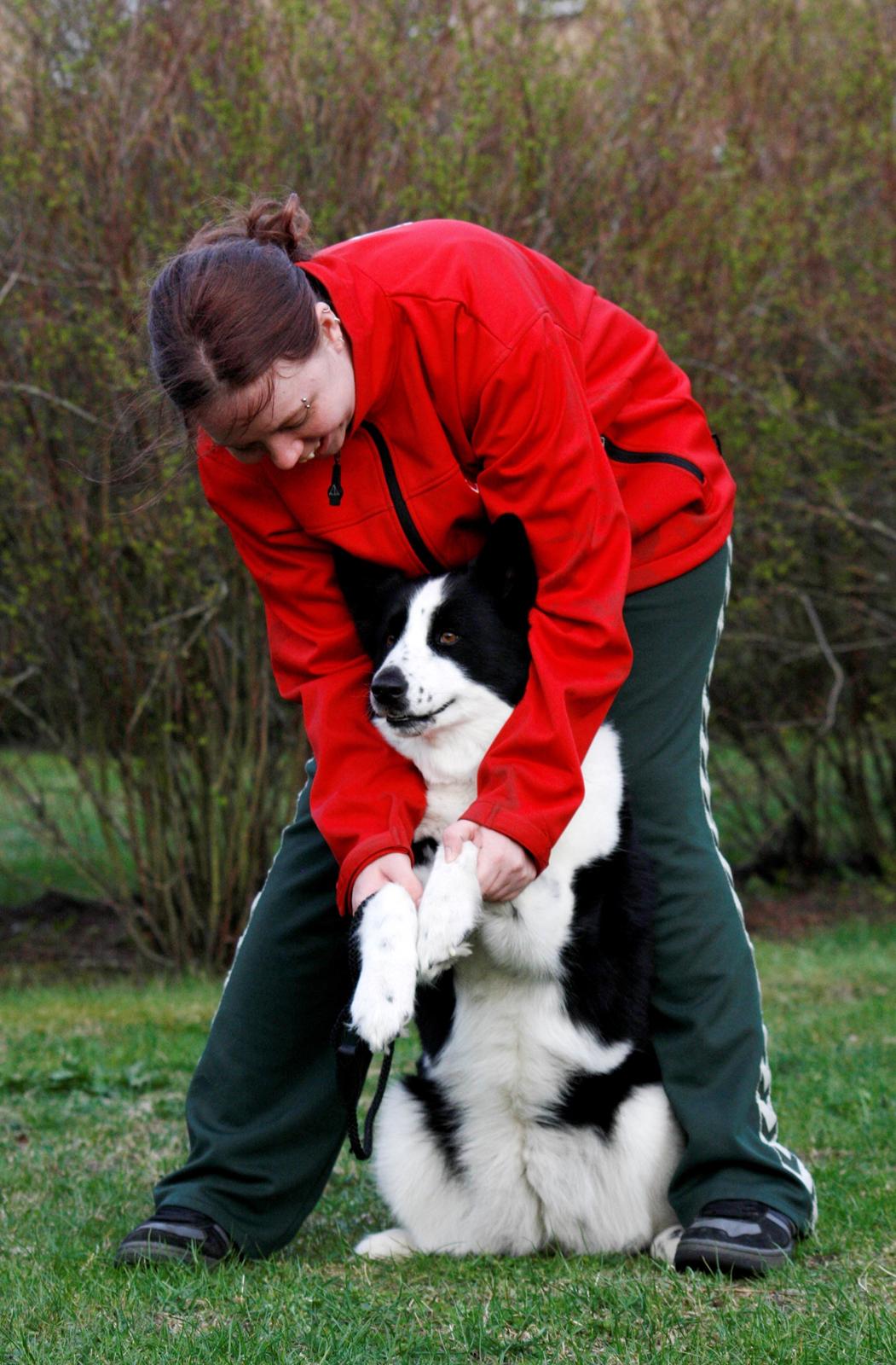 Karelsk bjørnehund Fifi - R.I.P. - 46) Fifi hygger med mor - Fotograf: Joveno Foto billede 44