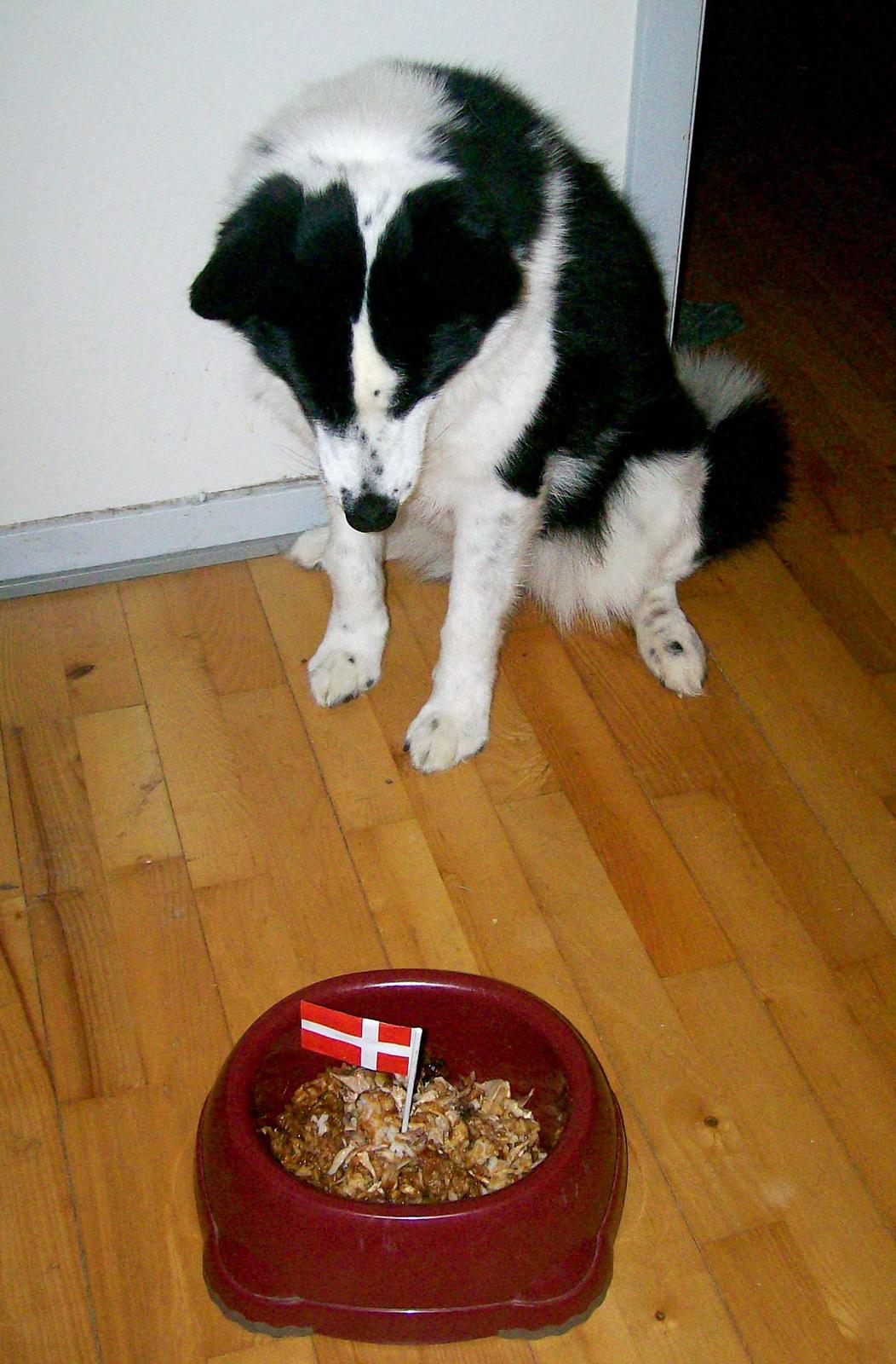 Karelsk bjørnehund Fifi - R.I.P. - 47) Fifi sidder spændt og venter på sit fødselsdagsmåltid - Fotograf: Mig selv billede 45