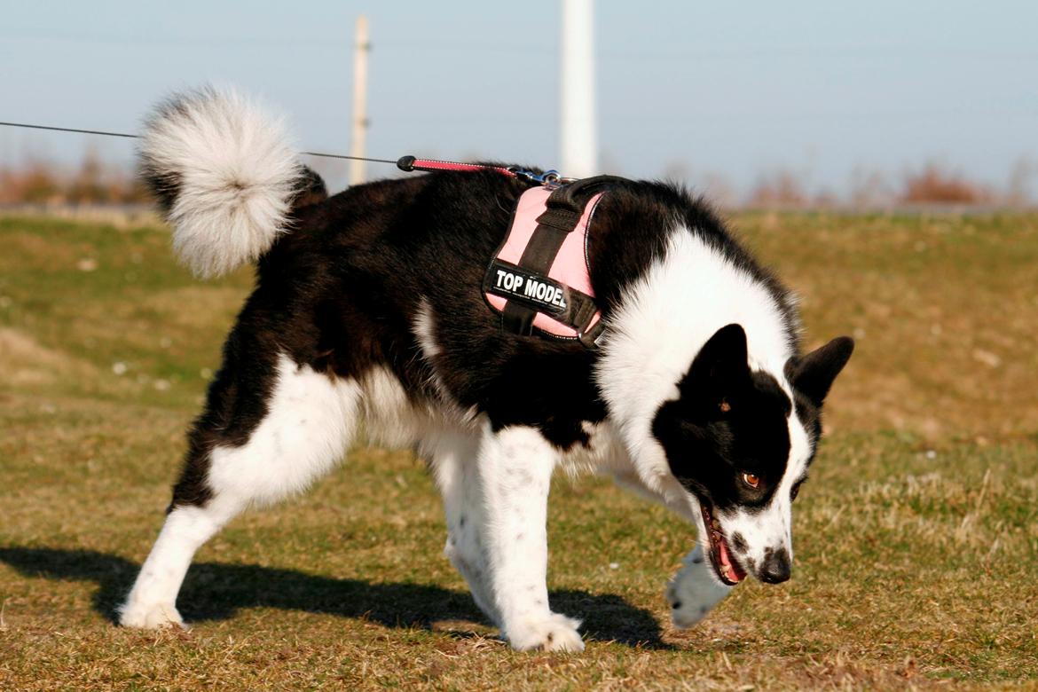 Karelsk bjørnehund Fifi - R.I.P. - 48) En rigtig bjørnehund går som en rigtig bjørn (Fifi's 7 års fødselsdag) - Fotograf: Joveno Foto billede 46