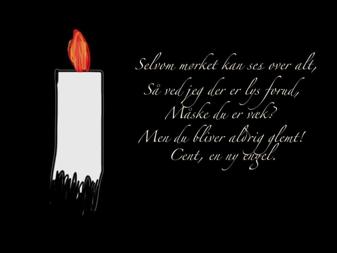 Ruhåret hønsehund Cent billede 50