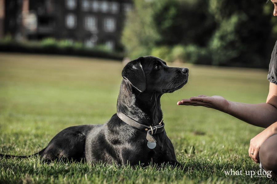 Labrador retriever Ester billede 1