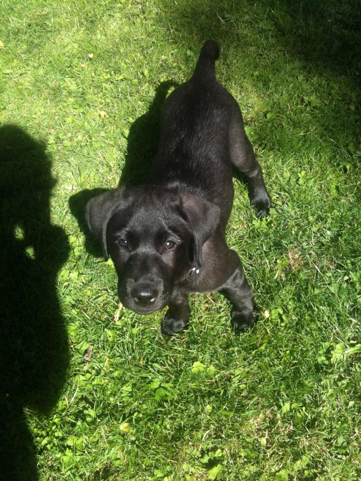 Labrador retriever Ester billede 2