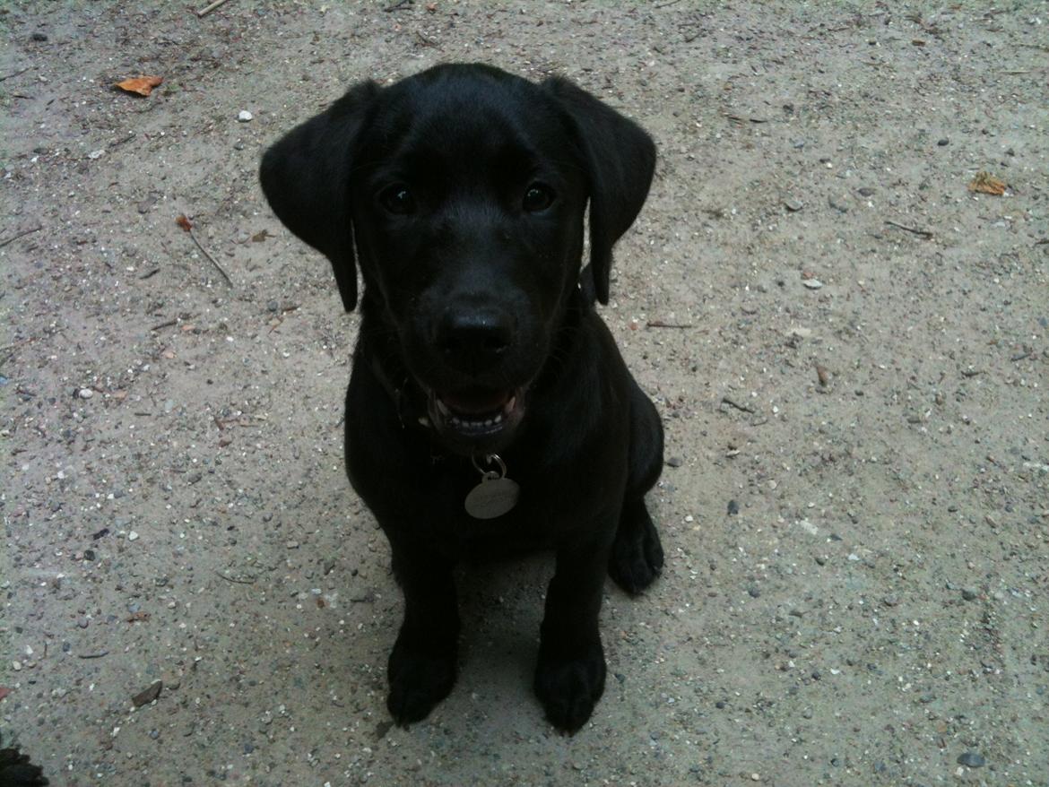 Labrador retriever Ester billede 3