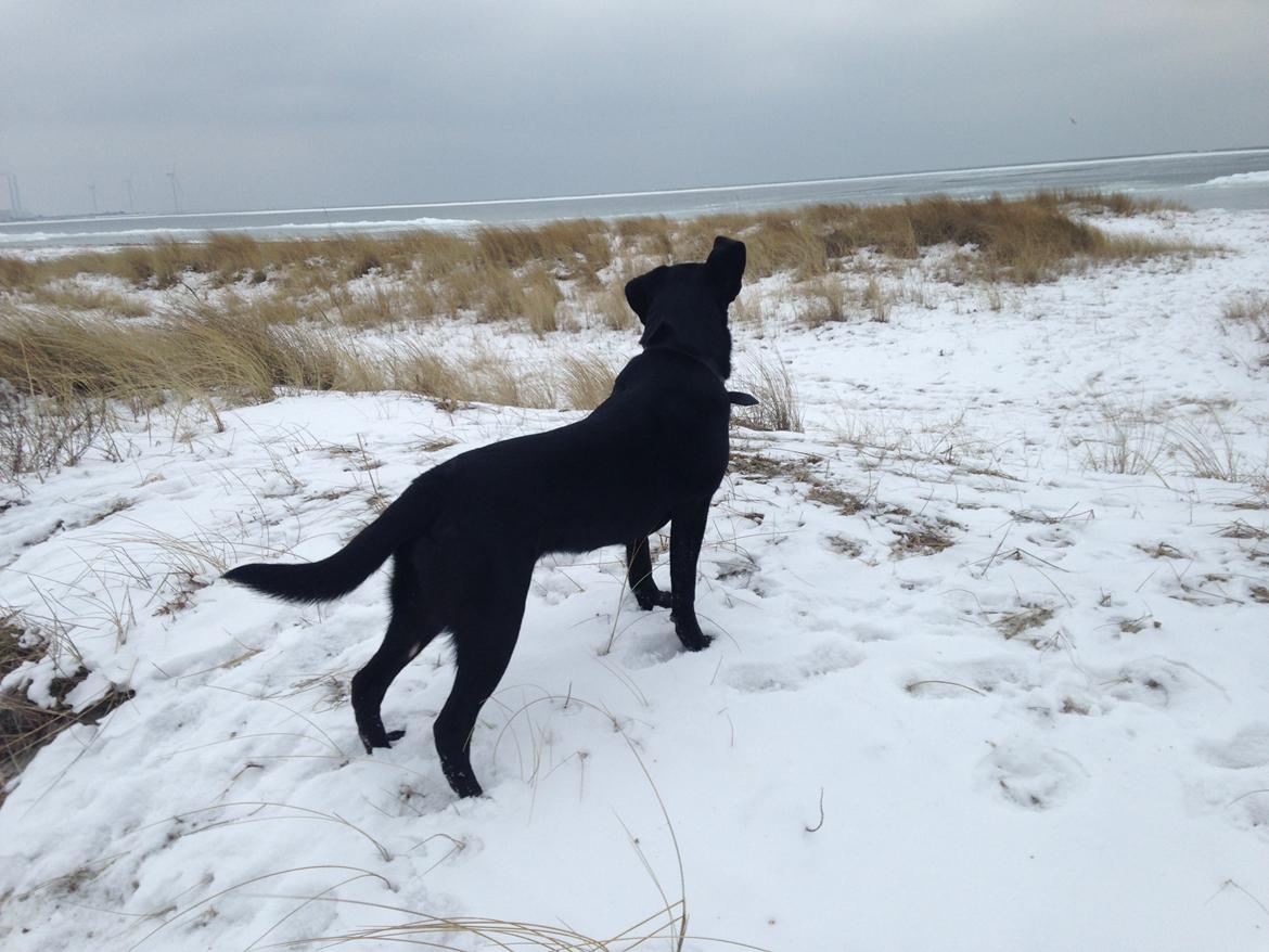 Labrador retriever Ester billede 4