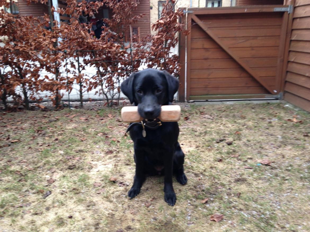 Labrador retriever Ester billede 5