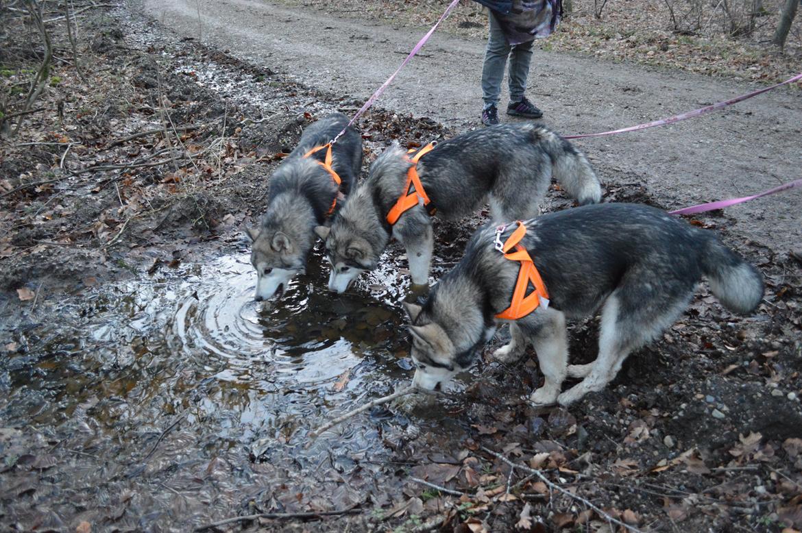 Alaskan malamute Silver - Set fra venstre: Xina, Silver og Saga billede 11