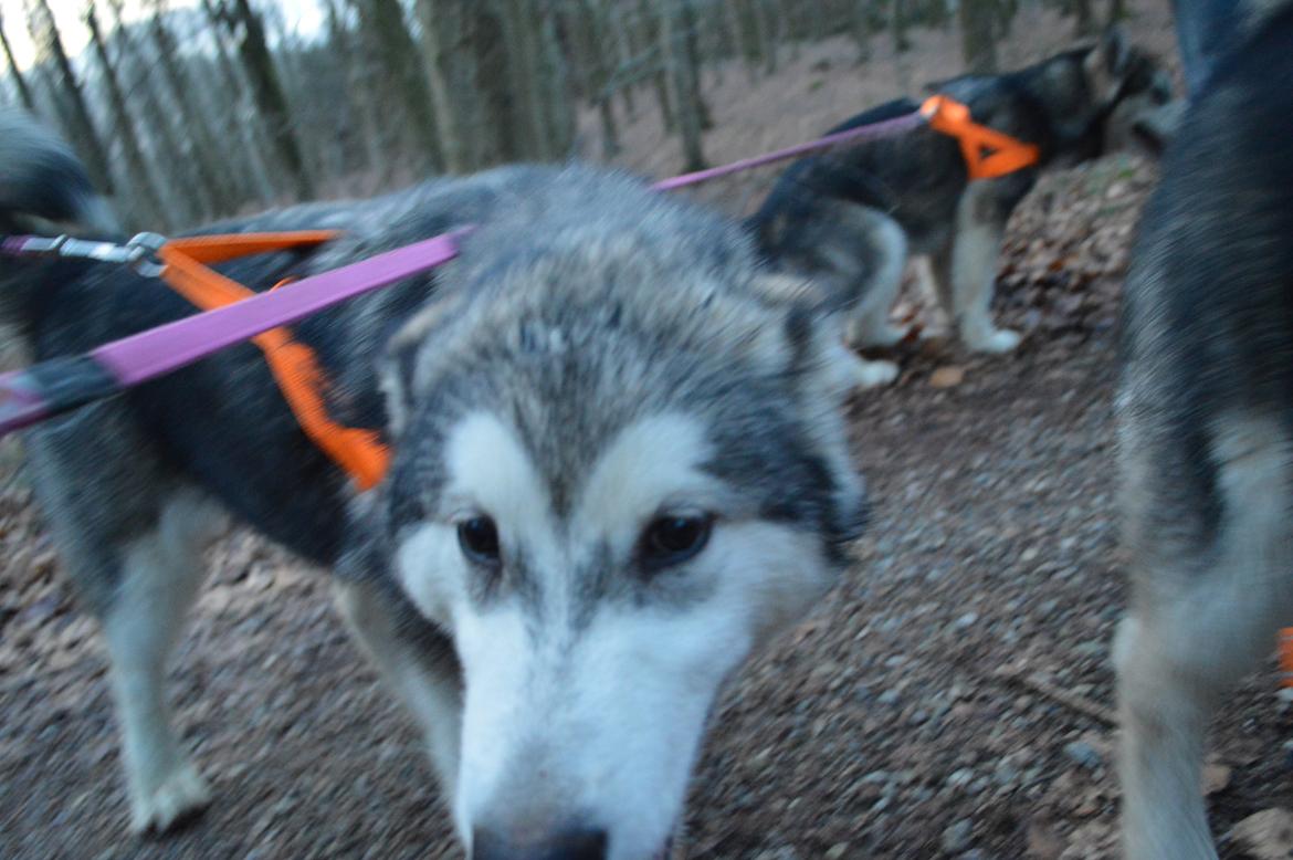 Alaskan malamute Silver billede 12