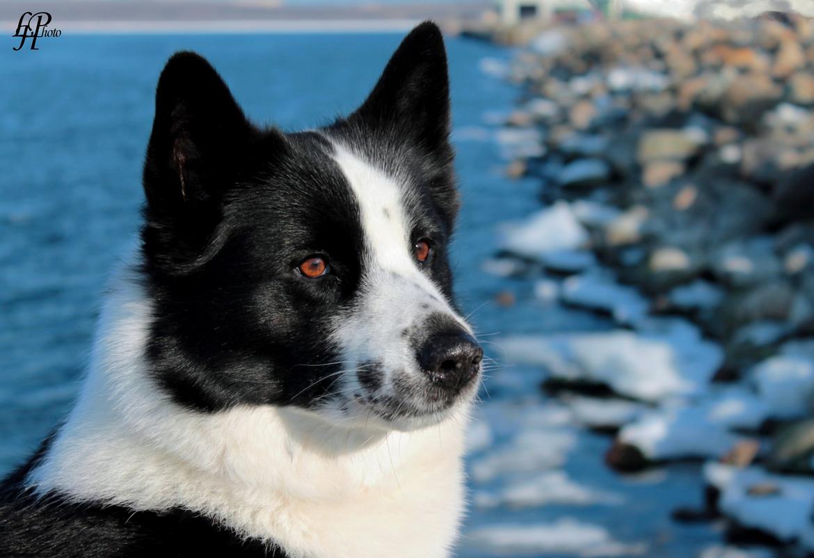 Karelsk bjørnehund Fifi - R.I.P. - 1) Portræt ved havnen - Fotograf: Mig selv billede 1