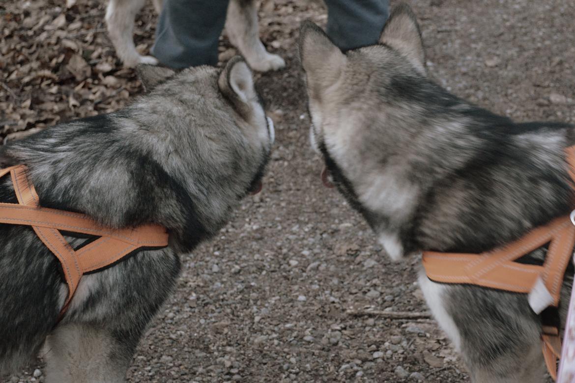 Alaskan malamute Silver - Silver og Saga billede 13