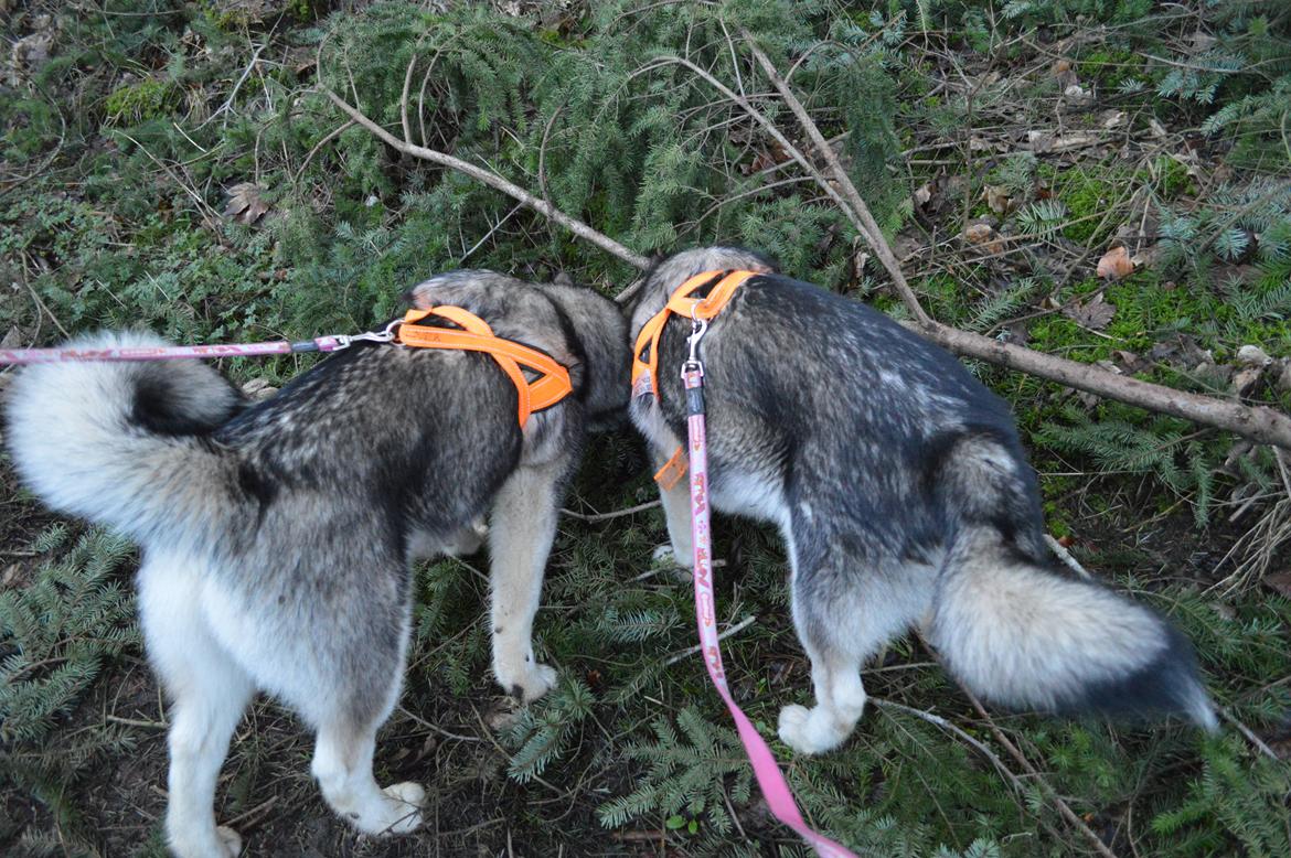 Alaskan malamute Silver - Silver og Saga har lige fundet et eller andet interessant :D billede 14