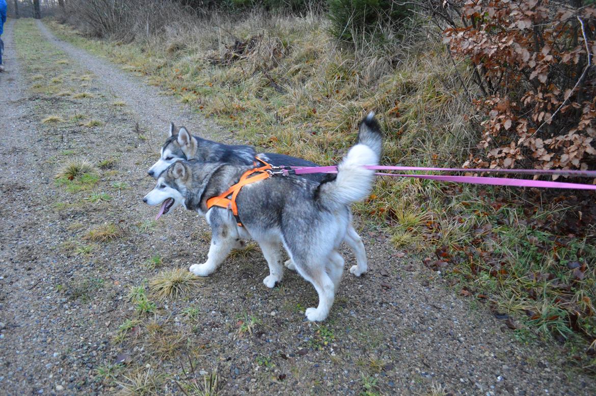 Alaskan malamute Silver - Silver og Saga billede 1