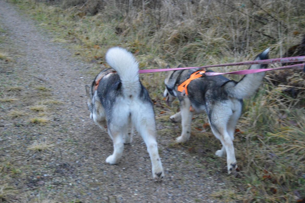 Alaskan malamute Silver billede 15