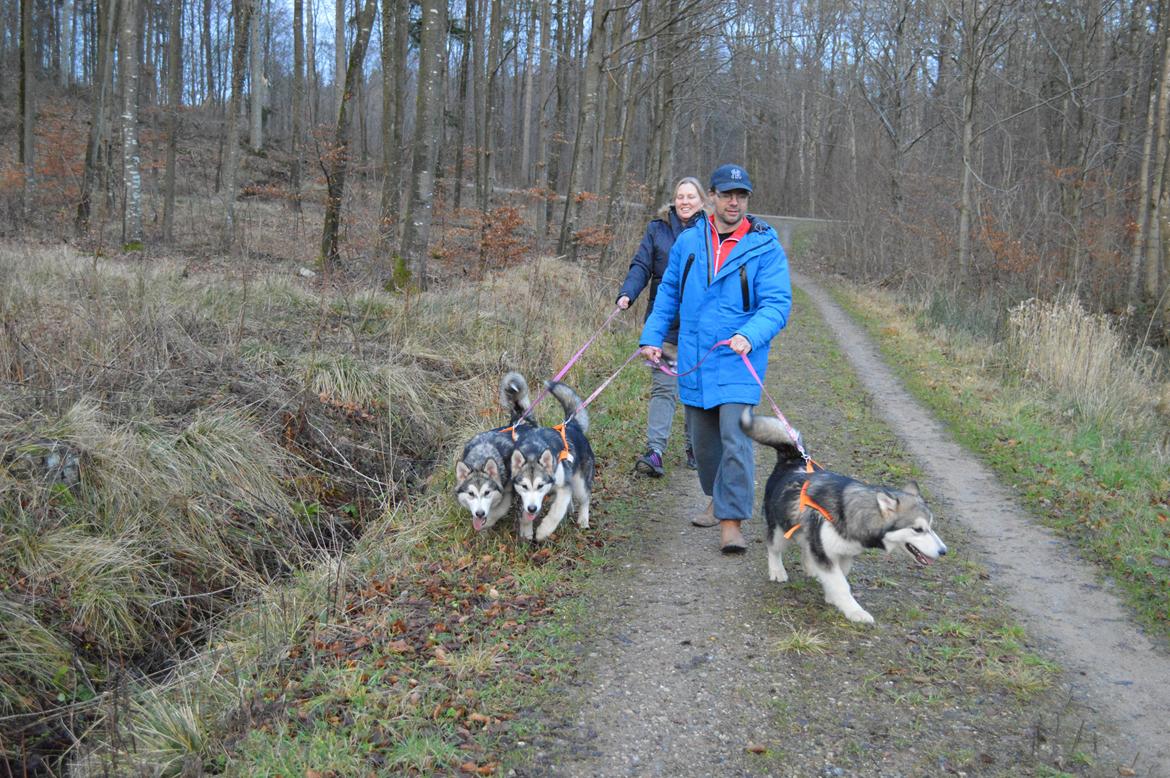 Alaskan malamute Silver - Set fra venstre: Silver, Saga og Xina billede 16