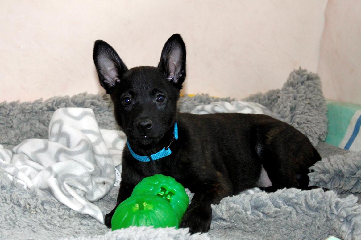 Hollandsk hyrdehund Havrevingen´s Morten (RIP) billede 1