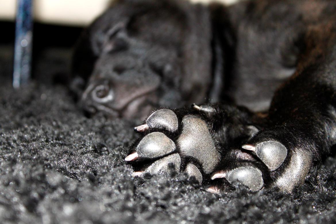 Hollandsk hyrdehund Havrevingen´s Morten (RIP) billede 2