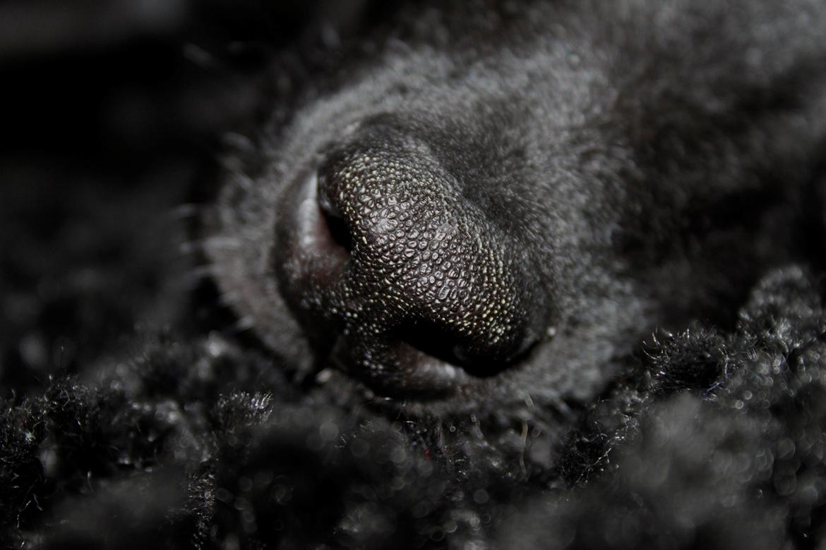 Hollandsk hyrdehund Havrevingen´s Morten (RIP) billede 3