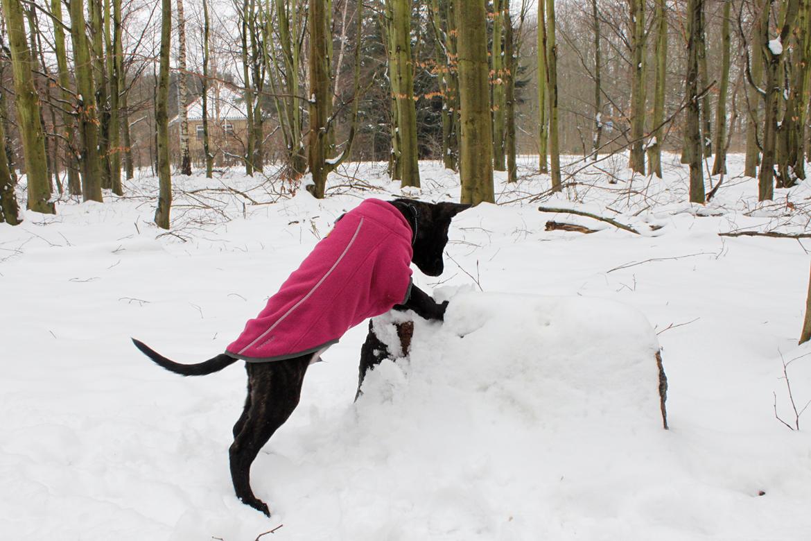 Hollandsk hyrdehund Havrevingen´s Morten (RIP) billede 4